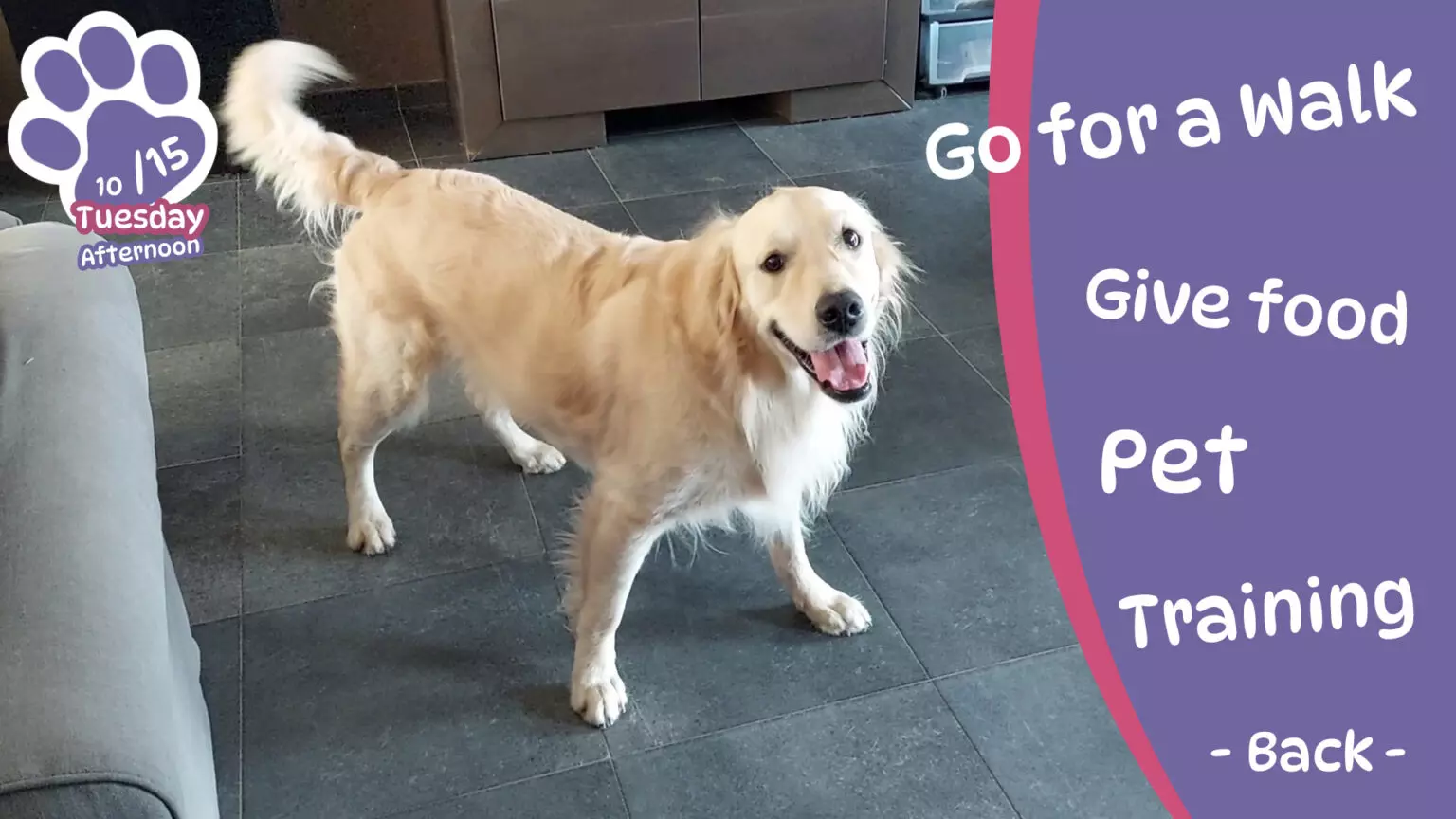 Golden Retriever Simple Life : un simulateur de vie avec… un vrai chien !